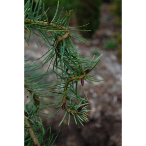 Pseudotsuga menziesii ‘Torquis’ - Torquis Douglas Fir