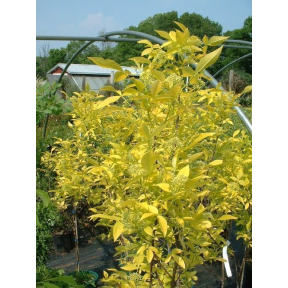 Ptelea trifoliata 'Aurea' - Golden Hoptree 