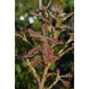 Quercus dentata 'Pinnatifida' - Japanese Emperor Oak