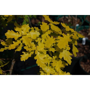 Quercus robur 'Concordia' - Golden English Oak