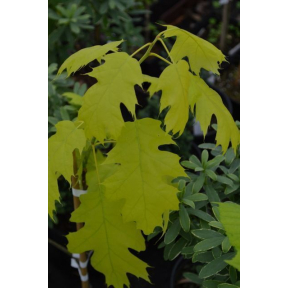 Quercus rubra 'Aurea' - Golden Red Oak