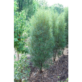 Rhamnus frangula  ‘Ron Williams’ PP 14791 - Ron Williams Cutleaf Columnar Buckthorn