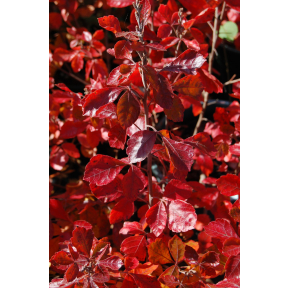 Rhus aromatica 'Gro-Low' - Gro-Low Fragrant Sumac