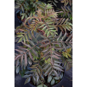Rhus coppalina 'Lanham's Purple' - Lanham's Purple Flameleaf Sumac