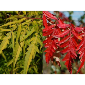 Rhus typhina ‘Bailtiger’ PP 16185 - Bailtiger Sumac