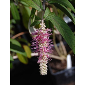 Rostrincula dependens - Rostrincula