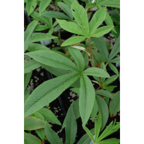 Rubus lineatus - Silky Leaved Bramble