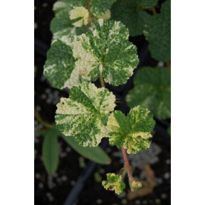 Rubus pentalobus 'Sonya's Parasol' - Sonya's Parasol Creeping Raspberry