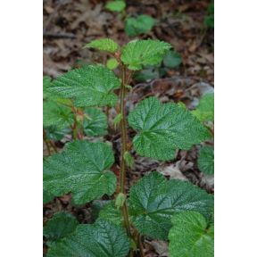 Rubus tricolor - Creeping Bramble