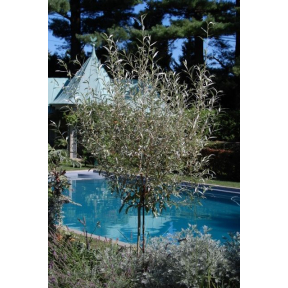 Salix alba var. sericea - White Willow