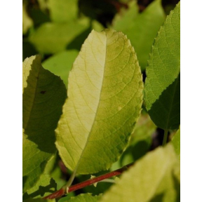 Salix caprea 'Ogon' - Golden Pussy Willow