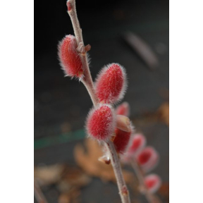 Salix gracilistyla 'Mt. Aso' ('Mt. Asama') - Mt. Aso Giant Pussy Willow