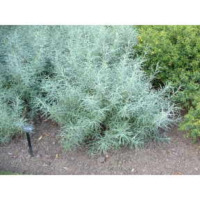 Salix elaeagnos f. angustifolia (S. rosmarinifolia) - Rosemary Willow