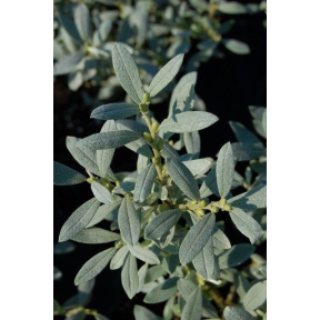 Salix helvetica - Helvetica Willow