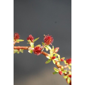 Salix hylematica - Creeping Alpine Willow