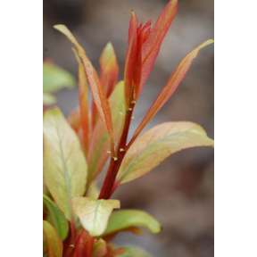 Salix integra 'Hakuro' (S. koreensis 'Hakuro') - Hakuro Japanese Willow