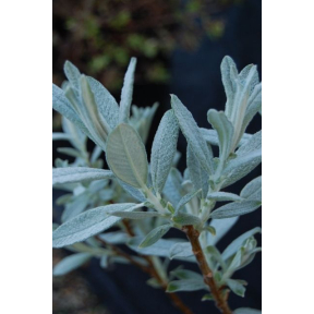 Salix lapponum - Downy Willow