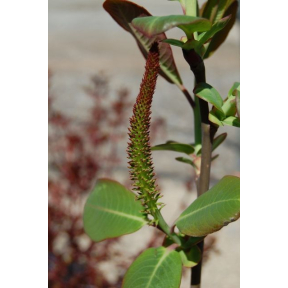 Salix magnifica - Magnolia Leaf Willow