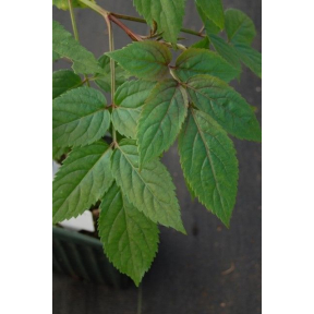 Sambucus nigra 'Pendula' - Weeping Elderberry