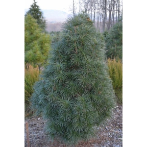 Sciadopitys verticillata 'Cynthia Waxman' - Cynthia Waxman Japanese Umbrella Pine