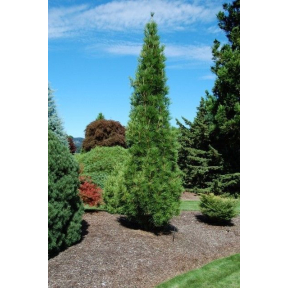 Sciadopitys verticillata 'Joe Kozey' - Joe Kozey Japanese Umbrella Pine 