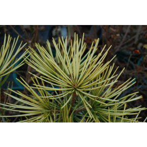 Sciadopitys verticillata 'Ossorio's Gold' - Ossorio's Gold Japanese Umbrella Pine