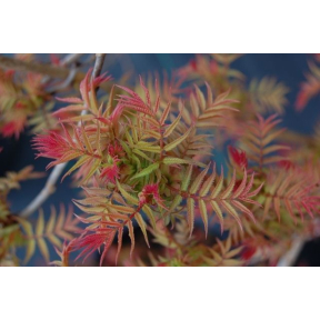 Sorbaria sorbifolia 'Sem' PP 16336 - SEM False Spirea