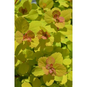 Spiraea betulifolia ‘Tor Gold’ Glow Girl™ PPAF - Glow Girl™ Birchleaf Spirea