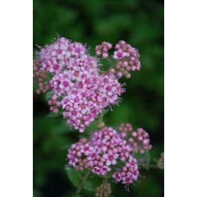 Spiraea japonica 'Alpina' - Dwarf Spirea