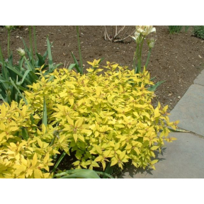 Spiraea japonica 'Gold Mound' - Gold Mound Japanese Spirea 