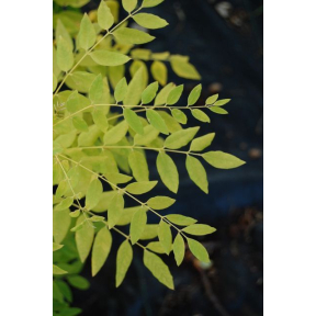 Styphnolobium japonica 'Gold Standard' ('Gold Stem') - Gold Standard Japanese Scholar Tree