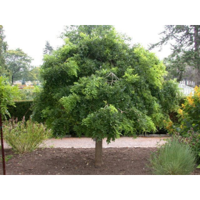 Styphnolobium japonica 'Pendula' - Weeping Scholar Tree