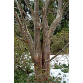 Stewartia pseudocamellia - Japanese Stewartia