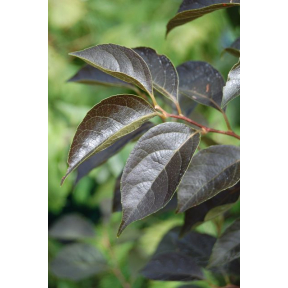 Styrax japonicus 'Evening Light' PP 24168 - Evening Light Japanese Snowbell