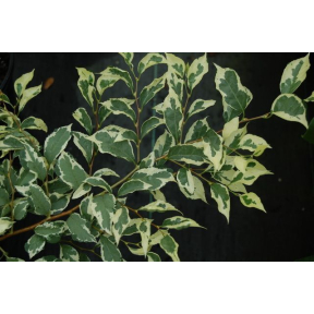 Styrax japonicus 'Frosted Emerald' - Frosted Emerald Japanese Snowbell