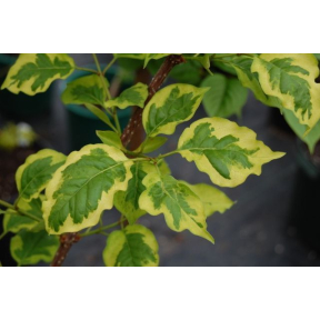 Syringa reticulata 'Golden Eclipse' - Golden Eclipse Japanese Tree Lilac 