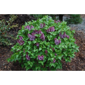 Syringa vulgaris 'Prairie Petite' - Prairie Petite Common Lilac