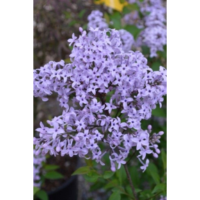 Syringa x 'Purple Haze' - Purple Haze Lilac