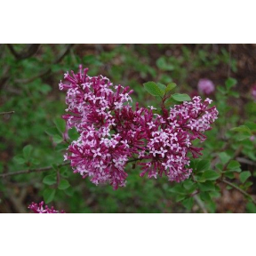 Syringa x 'Red Pixie' - Red Pixie Hybrid Lilac 