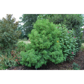 Taxodium distichum 'Cody's Feathers' ('Wooster Broom') - Cody's Feathers Bald Cypress