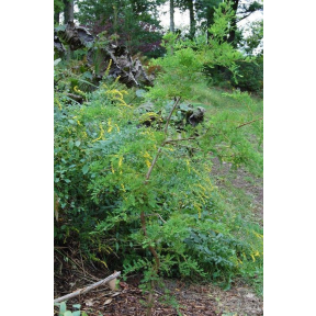 Taxodium distichum 'Crazy Horse' - Crazy Horse Bald Cypress