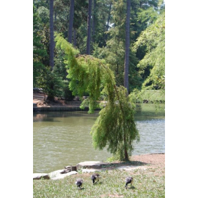 Taxodium distichum 'Falling Waters' - Falling Waters Bald Cypress