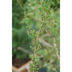 Taxodium distichum 'Little Leaf' - Little Leaf Bald Cypress