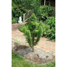 Taxodium distichum 'Peve Minaret' - Peve Minaret Bald Cypress