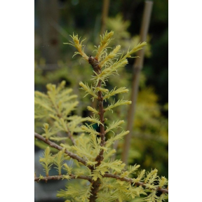 Taxodium distichum 'Peve Yellow' - Peve Yellow Bald Cypress