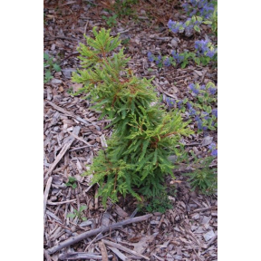 Taxodium distichum 'Schloss Herten' - Schloss Herten Bald Cypress