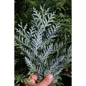 Thuja koraiensis 'Glauca Prostrata' - Spreading Korean Arborvitae