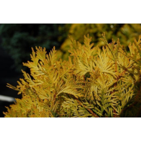 Thuja occidentalis 'Gold Drop' - Gold Drop Eastern Arborvitae