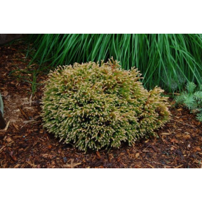 Thuja occidentalis 'Golden Tuffet'  - Golden Tuffet Arborvitae