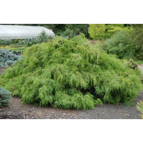 Thuja occidentalis 'Pendula' - Weeping Arborvitae